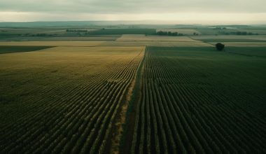 Ce impact are schimbarea climatică asupra agriculturii românești